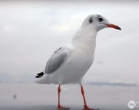 غŸ