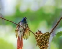 ٴ----Ưݹ鳲æ