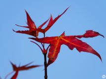 Ҷ롾20164
