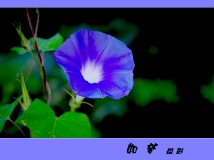 һǣţ