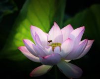 䰮