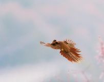 츹----ˡչβ