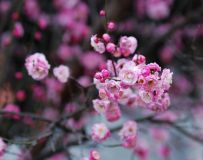 ӽ÷25