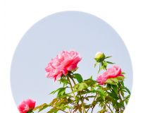 ĵ