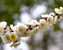ʹԼᣡ5