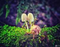 《可爱的小蘑菇》（手机拍摄）