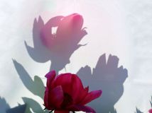 еҩ