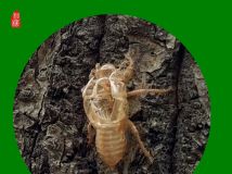 ѱ