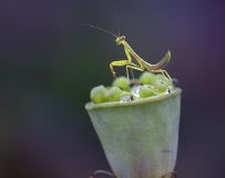 Ż