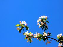 Ļ