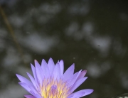 ˯