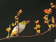 ǸԻ