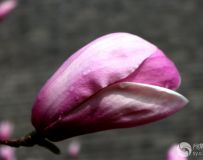 ʢ4