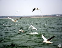 ��ԭ��������Ÿ���� �����θ���ͷ��̬����������