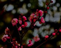 ѩ÷޺  (9)