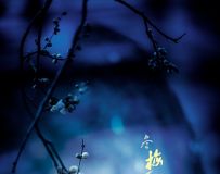 ÷��ҹ����