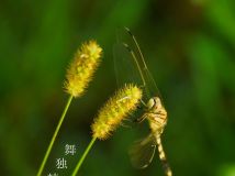 ϵ