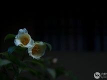 ΢ѡ 30mm f/1.4 DC DNͷٷƬ(1)