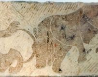 ������ţͼ