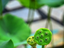 Ի