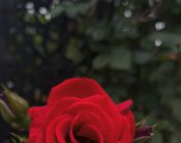 ¼Ʈ㡪лʺ