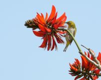 ʻС